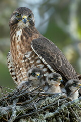 Wall Mural - Broad-winged hawk protecting chicks in nest