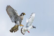 © EdvvinStudios - Peregrine falcon attacking a pigeon while flying