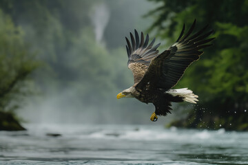 Wall Mural - Majestic bald eagle flying over river catching prey