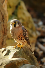 Wall Mural - American kestrel perched on a rock looking right