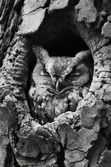 Wall Mural - Owl sleeping peacefully in tree hollow in black and white