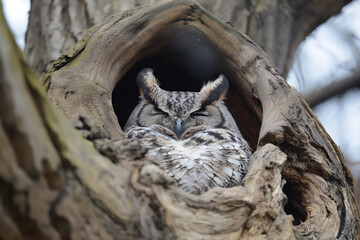 Wall Mural - Great horned owl sleeping in a tree hole