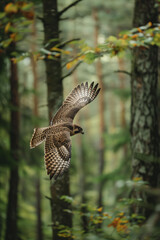Wall Mural - Saker falcon flying through forest with open wings