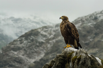 Wall Mural - Golden eagle perched on mountain peak with snowy background