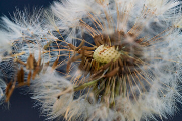 Wall Mural - Closed up view dandelion blowball with bokeh background