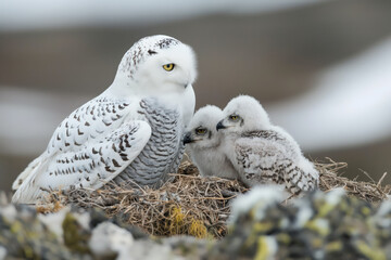 Poster - Mother snowy owl protecting her owlets in the nest