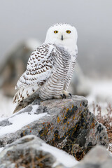 Wall Mural - Snowy owl perched on rock in winter landscape