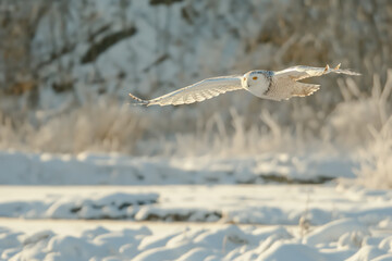 Wall Mural - Snowy owl gliding over a snow covered field
