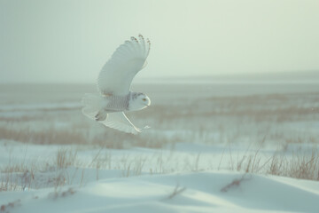 Wall Mural - Snowy owl flying low over a snow covered field