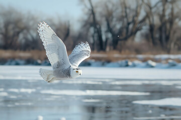 Wall Mural - Snowy owl flying low over frozen lake in winter