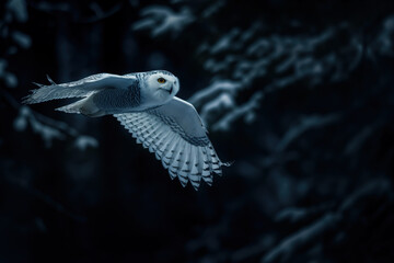 Wall Mural - Snowy owl gliding through dark forest in winter