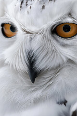 Wall Mural - Snowy owl staring with intense yellow eyes