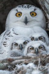 Wall Mural - Mother snowy owl protecting her owlets in the nest