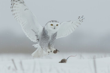 Wall Mural - Snowy owl flying and hunting mouse in winter landscape