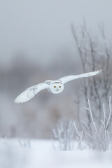 Wall Mural - Snowy owl gliding low over wintry landscape