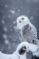 Wall Mural - Snowy owl perched on stump during snowfall