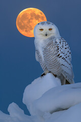 Wall Mural - Snowy owl perched on snowdrift with rising moon