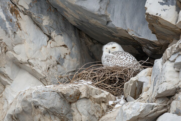 Wall Mural - Snowy owl perched on rocky mountain nest