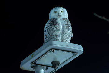 Wall Mural - Snowy owl perched on light post at night