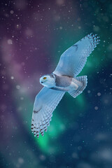 Wall Mural - Majestic snowy owl flying through colorful aurora borealis