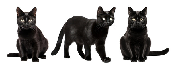 Sticker - Black cat png element set on transparent background