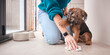© Monkey Business - Close Up Of Female Owner Cleaning Up Whilst Toilet Or House Training Border Terrier Puppy At Home