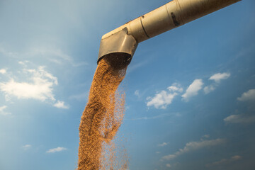 Wall Mural - Grain auger of combine pouring wheat into tractor trailer