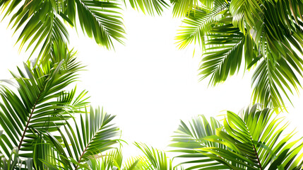 palm leaves, monstera corner on isolated white background
