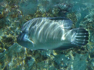 poissons aquarium