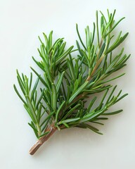 Wall Mural - Twig of rosemary