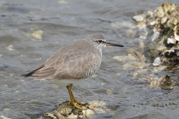 Poster - grey tailed tattler in a field