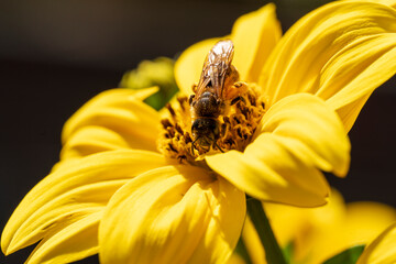 Wall Mural - Yellow flower in close up view with hard a working honey bee