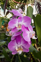 Wall Mural - Pink orchid flowers close-up. A blooming orchid in the greenhouse