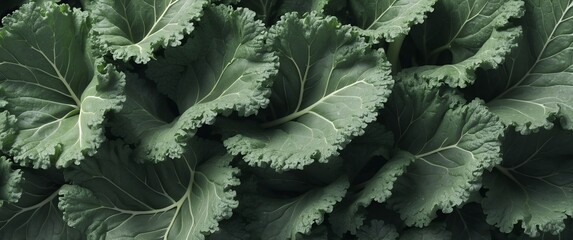 Wall Mural - kale leaves background top view banner with copy space