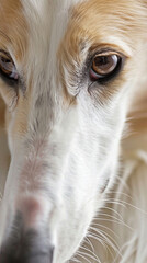 A close up of a dog's face with its eyes open cropped shot