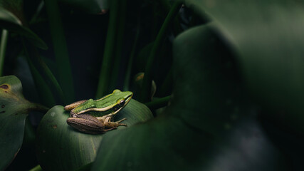 frog on a leaf