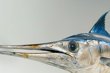 Wall Mural - Striped marlin bill fish side view with fin up and close up of the eye .