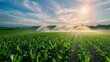 © tinnakorn - A field of corn is irrigated by a sprinkler system under a bright, blue sky.  The sun shines brightly in the background.