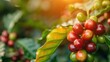 © N0X - Coffee plant with ripe cherries, coffee, origins of coffee beans