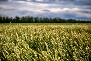 Sticker - field of wheat