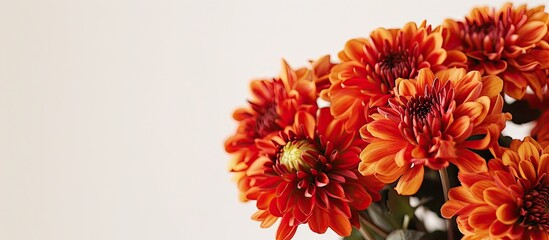 Aufkleber - Several lovely chrysanthemum flowers captured in a close-up copy space image set against a white backdrop.