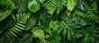 © Gular - Detailed close-up image of lush rainforest ferns, providing a rich backdrop with dark green leaves and a variety of vibrant shades, perfect for copy space image.