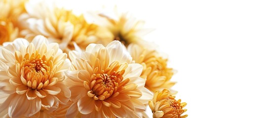 Aufkleber - Several lovely chrysanthemum flowers captured in a close-up copy space image set against a white backdrop.