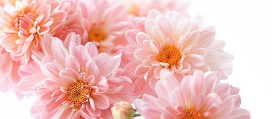 Aufkleber - Several lovely chrysanthemum flowers captured in a close-up copy space image set against a white backdrop.