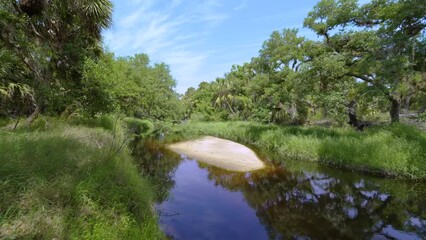 Sticker - Wild tropical nature with dense green rainforest. Florida jungles with palm trees, wetland river and vegetation in southern USA