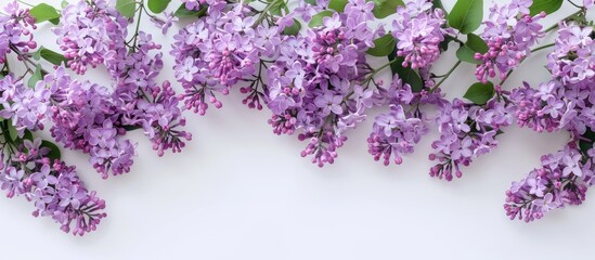 Poster - Top view of lovely lilac flowers on a white backdrop, with room for text in the copy space image.