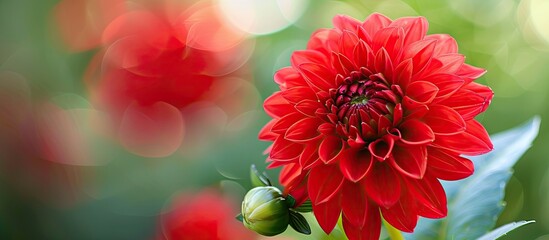 Aufkleber - A red flower in the park shown up close in the copy space image.