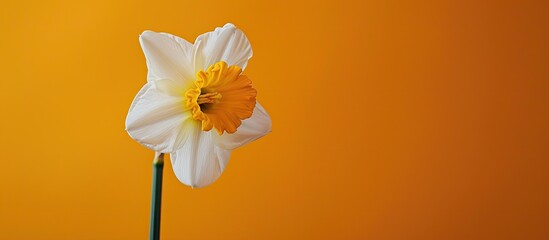 Aufkleber - Narcissus flower displayed on a vibrant backdrop, with copy space image.