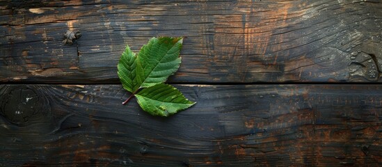 Poster - A leaf of a flower placed on a wooden table with a copy space image available.