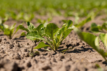 Wall Mural - a field with white beetroot for the production of white beet sugar